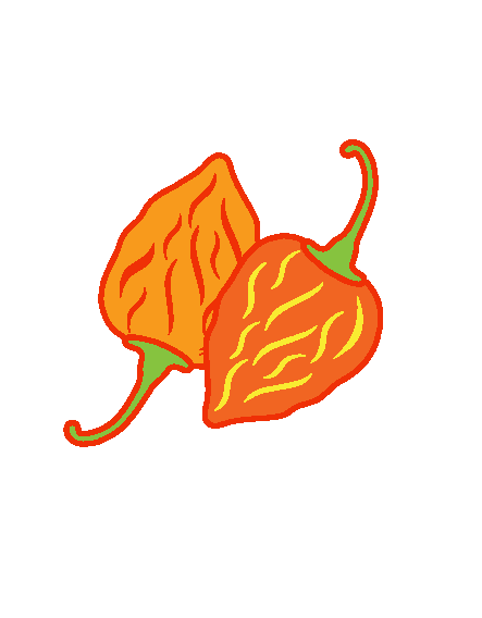 Illustration of two habanero peppers with stems on a white background